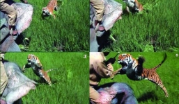 Hổ nhảy lên lưng voi, vồ hụt người quản tượng